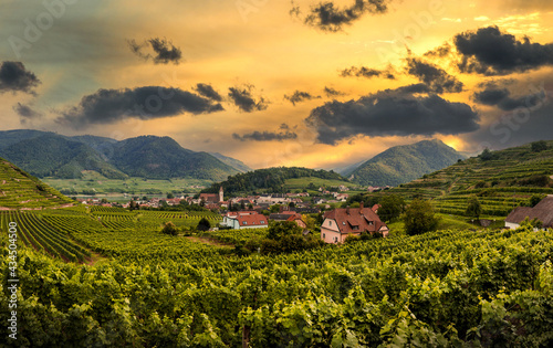 Sunset over vineyard and Spitz town in Wachau region  Austria.
