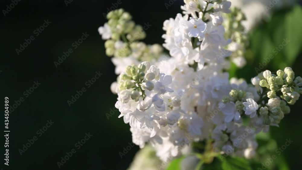 Branches of blooming white lilacs in the spring city at sunset. Close up. Branches of blooming white lilacs in the spring city at sunset. Close up.