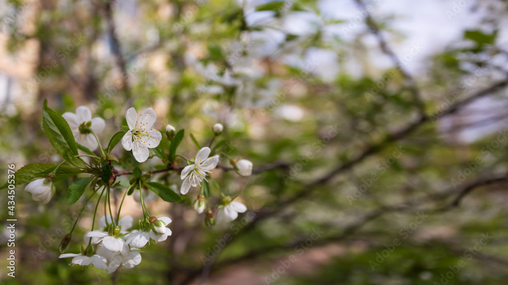 cherry blossoms on the branches cherry blossoms on the branches