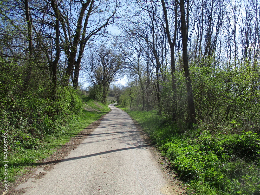 Weg durch den Frühlingswald Weg durch den Frühlingswald