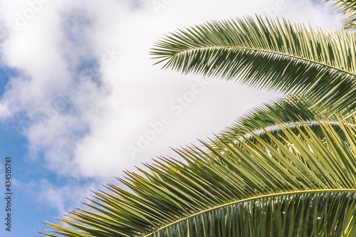 blue sky with small clouds. sky background texture. summer sky with palm branches