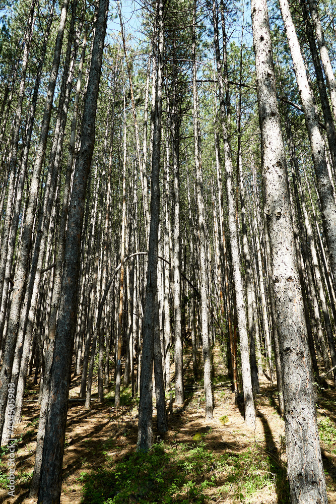 A forest path in spring