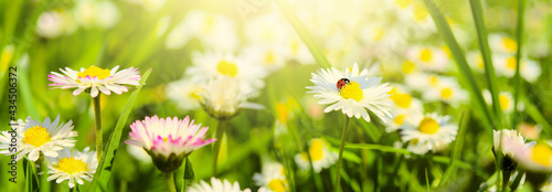 Daisy flower, ladybug on wild field in sun light panorama. Soft focus nature ...