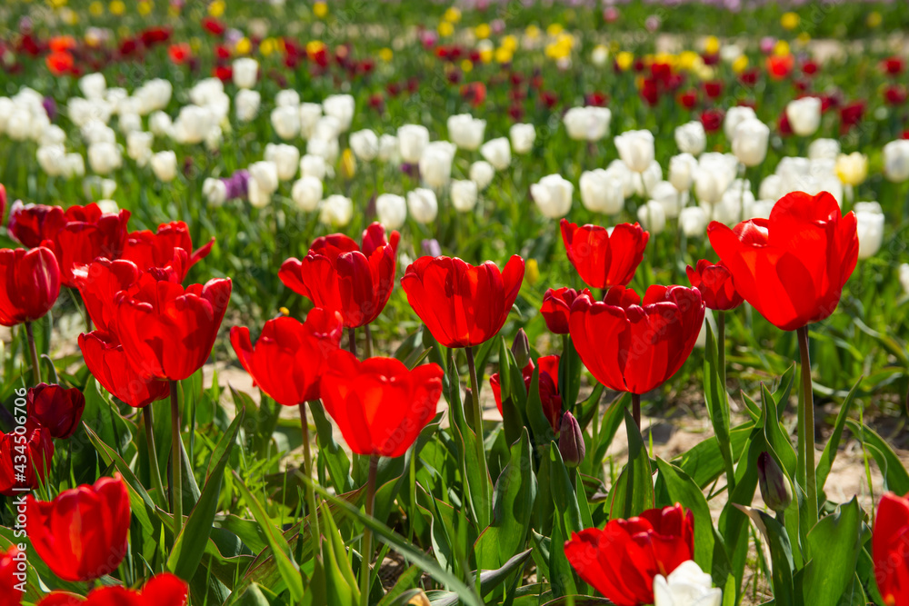 Tulip field. Beautiful field with tulips. Tulip field. Beautiful field with tulips.