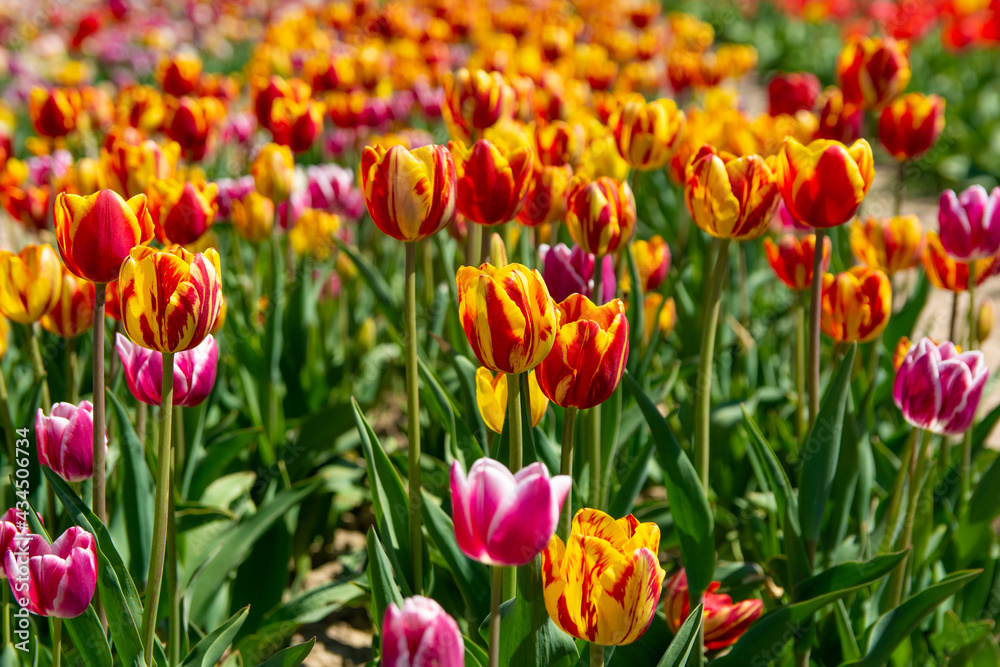 Tulip field. Beautiful field with tulips.