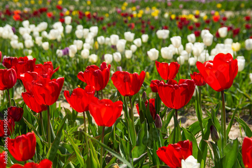 Tulip field. Beautiful field with tulips.