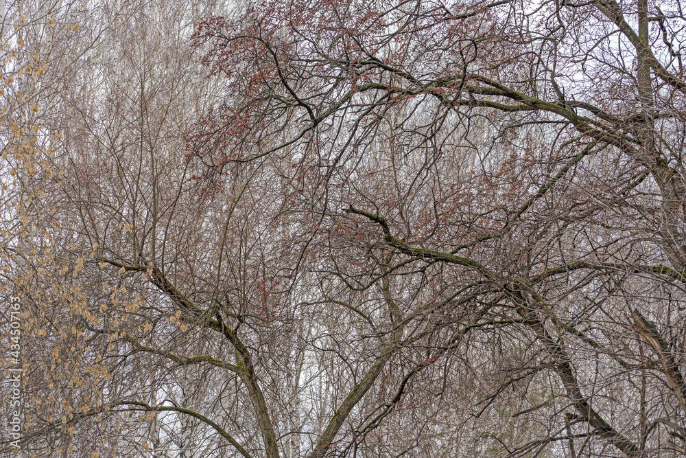 Linden trees on the background of a birch grove in early spring Linden trees on the background of a birch grove in early spring