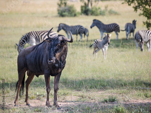 A wildebeest (gnu) bull standing facing the camera with a herd of zebras grazing on the plains in the background