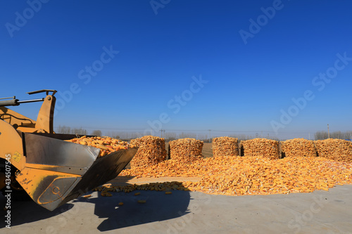 Agricultural machinery is loading corn on the farm