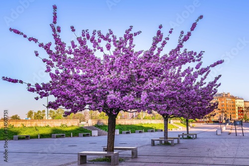 Kwitnące wiosenne drzewa na bulwarach wiślanych w Krakowie