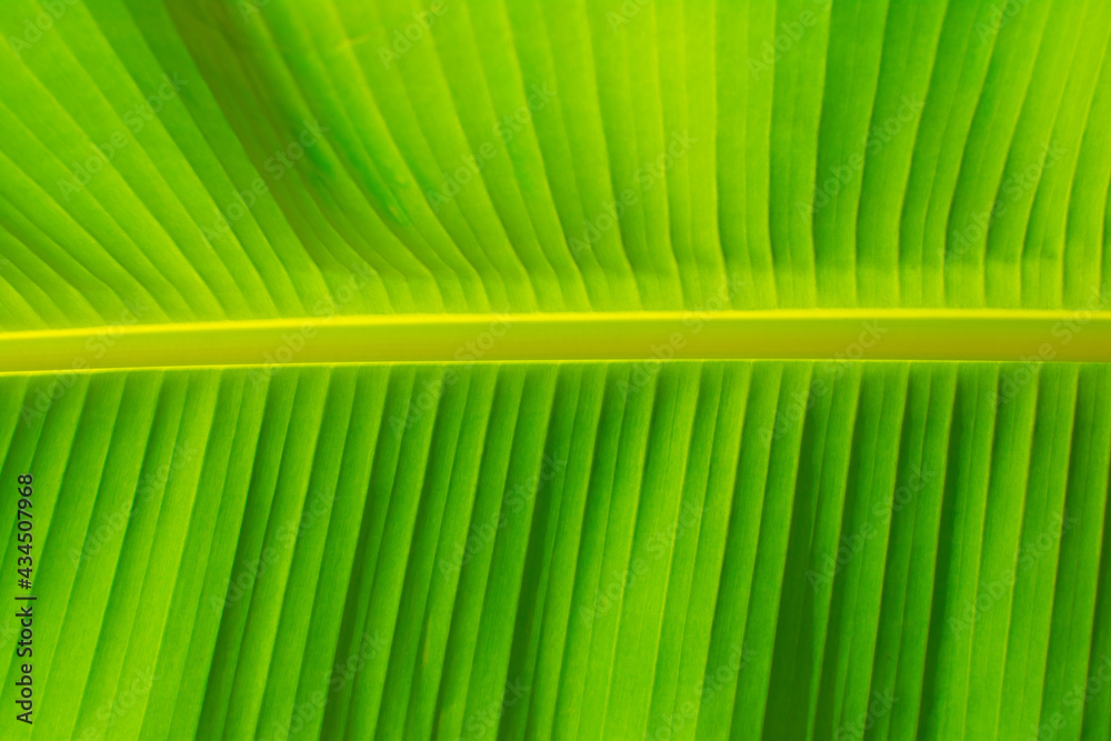 Banana leaves. Texture of banana leaf with green color Banana leaves. Texture of banana leaf with green color