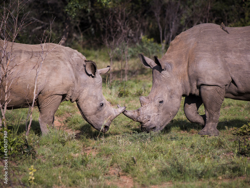 Two white rhinoceroses facing each other crossing their horns being playful