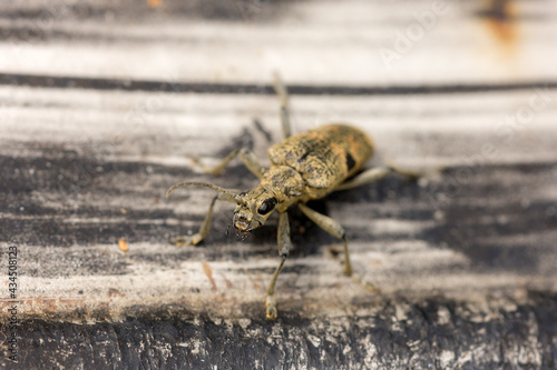 portrait of weevil beetle