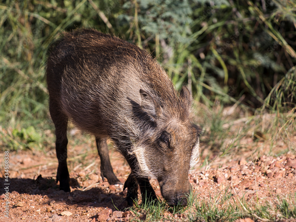 Warthog baby looking for food on the ground Warthog baby looking for food on the ground