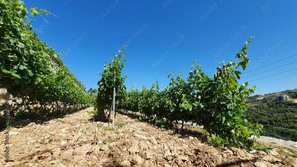 Vineyard Close view. Summer season. Red wine in the making. Syrah, Cabernet sauvignon, Cabernet Franc, Merlot. Wine tasting. Family business in the mountains. Wine lovers. Vineyard tour and walk