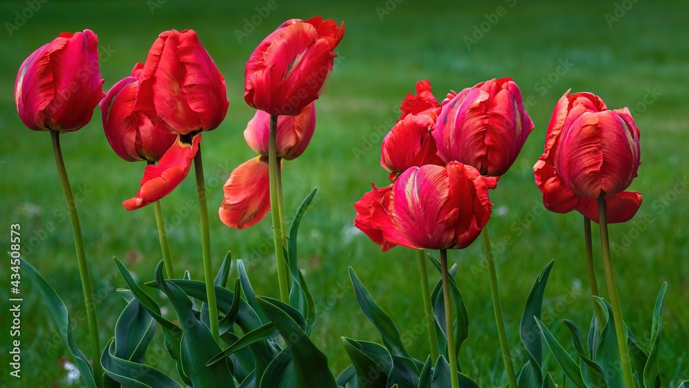 Naklejka premium Czerwone wiosenne tulipany na tle drzew i trawy