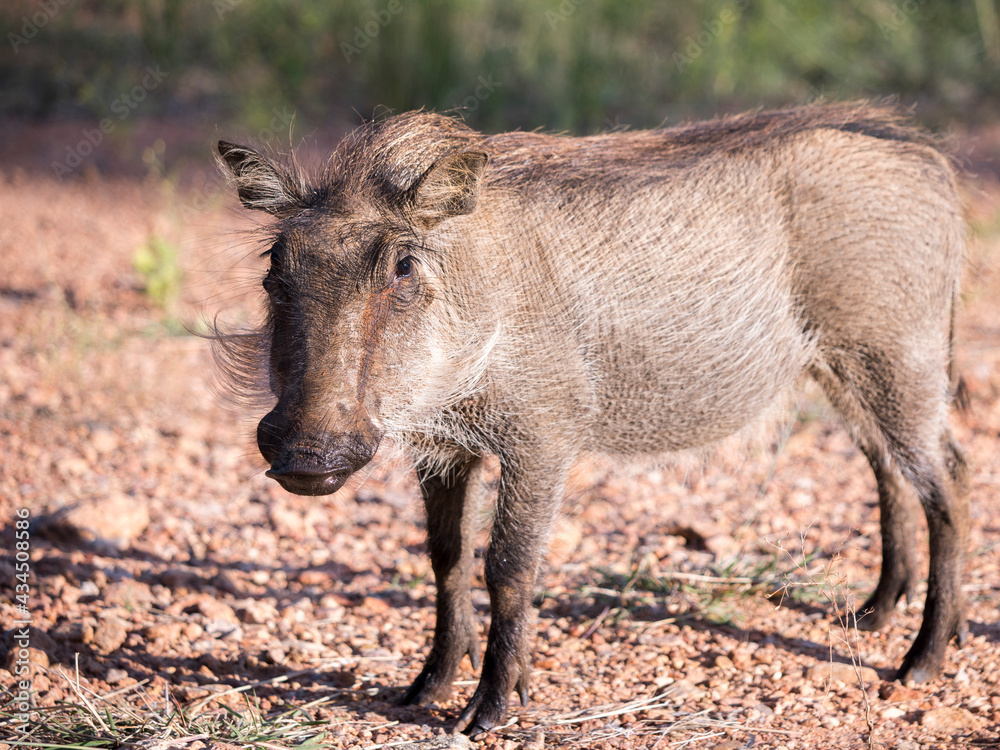 Warthog baby standing in the morning sun looking at the camera full length Warthog baby standing in the morning sun looking at the camera full length