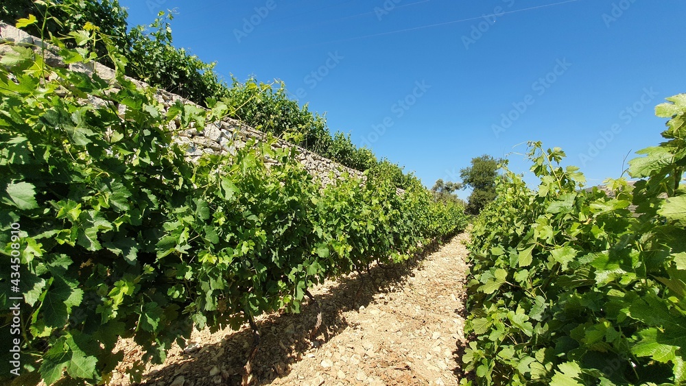 Vineyard Close up. Red wine in the making. Syrah, Cabernet sauvignon, Cabernet Franc, Merlot. Wine tasting. Family business in the mountains. Wine lovers. Vineyard in summer season. Travel destination