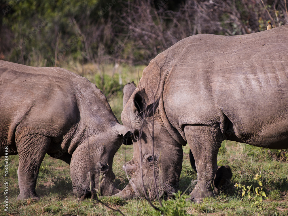 Fototapeta premium Two white rhinoceros standing head to head being playful