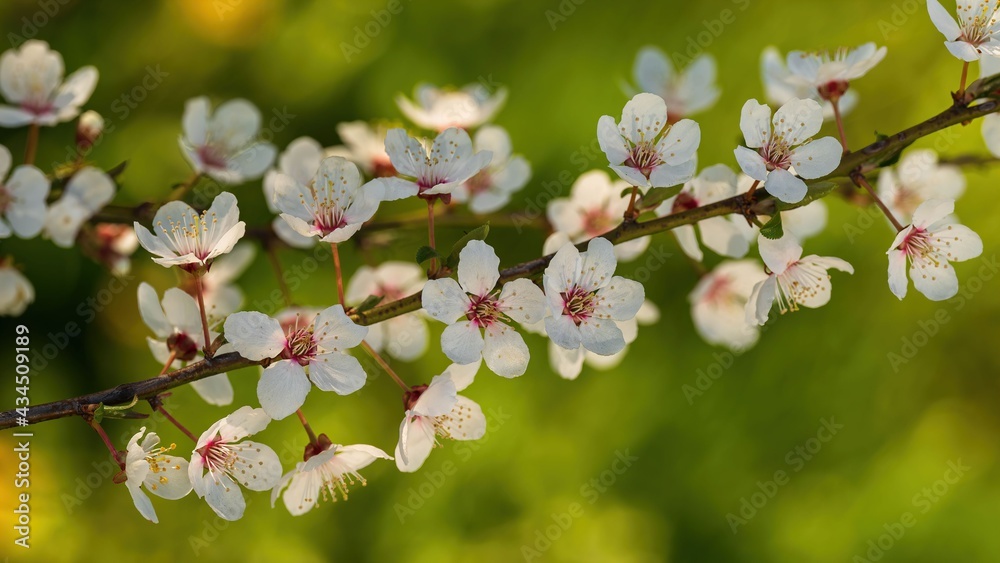 Kwiaty wiosenne na kwitnących drzewach - obrazy, fototapety, plakaty 