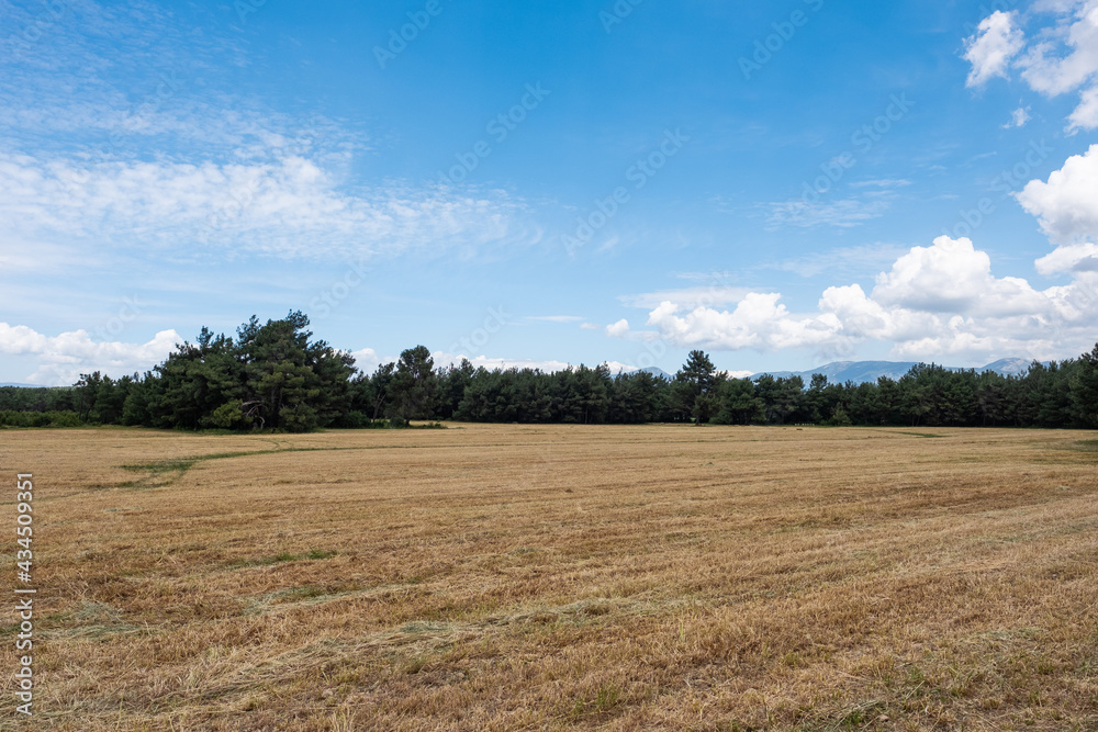Harvested Field by the Forest on a Sunny Day
