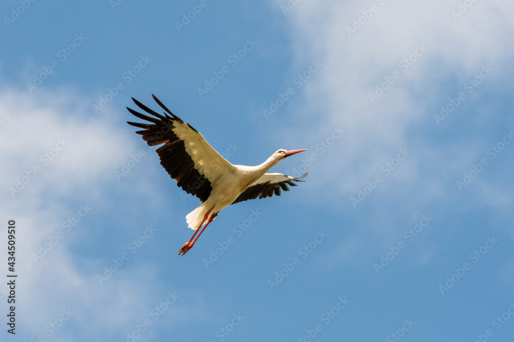 Obraz premium Weißstorch am Himmel