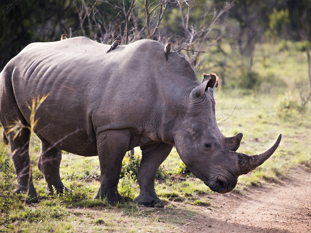White rhinoceros bull standing with some oxpecker birds on his back White rhinoceros bull standing with some oxpecker birds on his back