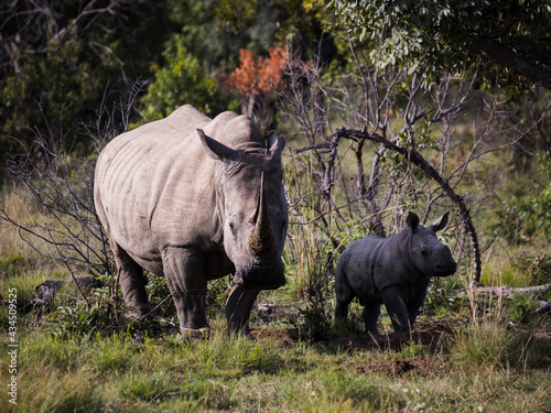 White rhinoceros cow attentively standing in the morning sun  facing the camera  with her small calf beside her