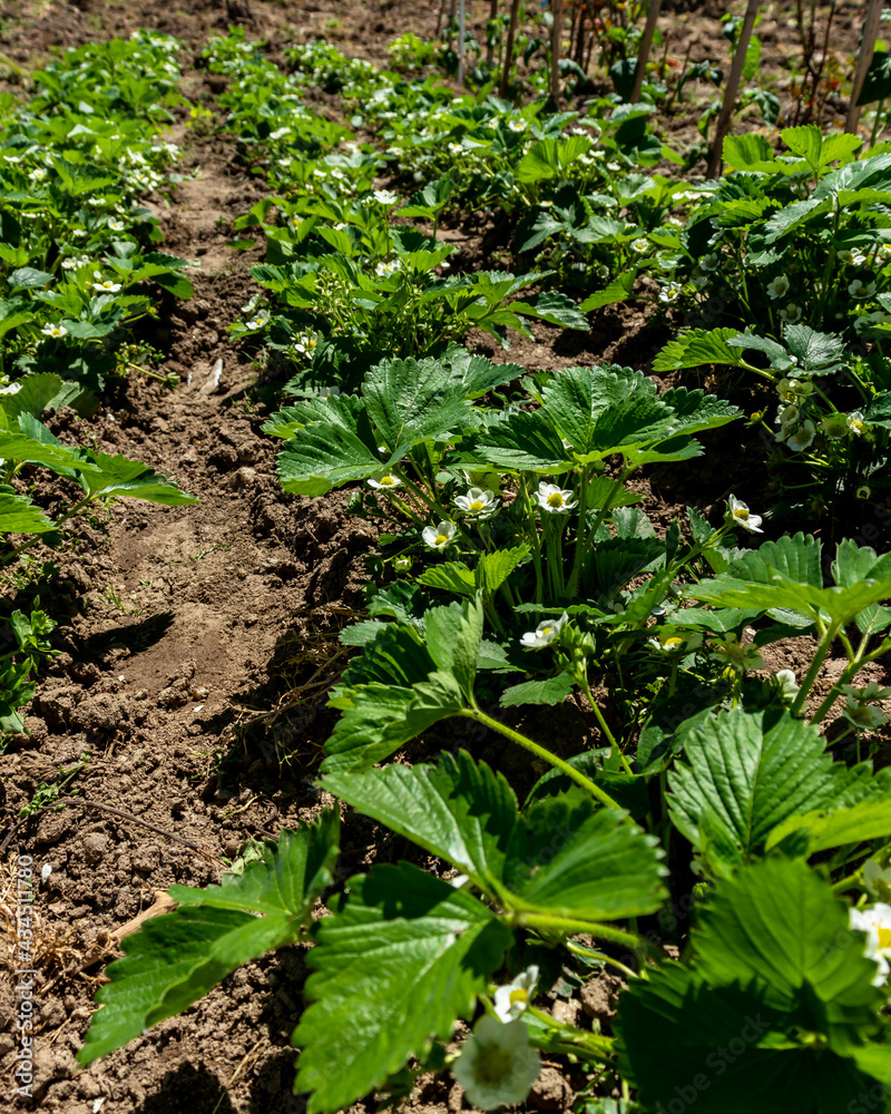 Strawberry bushes planted on the fertilized soil in the garden, have grown large and have flowers from which organic strawberry fruits will grow; selective focus Strawberry bushes planted on the fertilized soil in the garden, have grown large and have flowers from which organic strawberry fruits will grow; selective focus