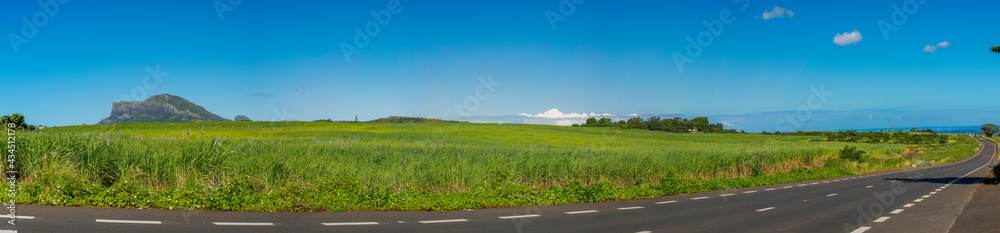road along the sugar cane field road along the sugar cane field