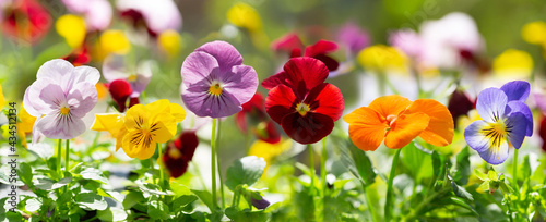 colorful pansy flowers in a garden
