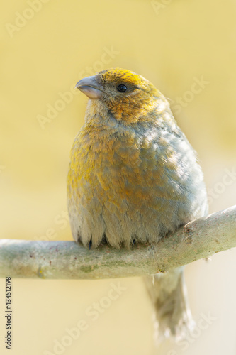 little bird perching on a branch. Pine grosbeak (Pinicola enucleator) photo