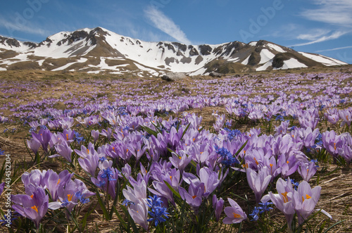 Magic flowering of purple crocus vernus in the italian mountains, Abruzzo