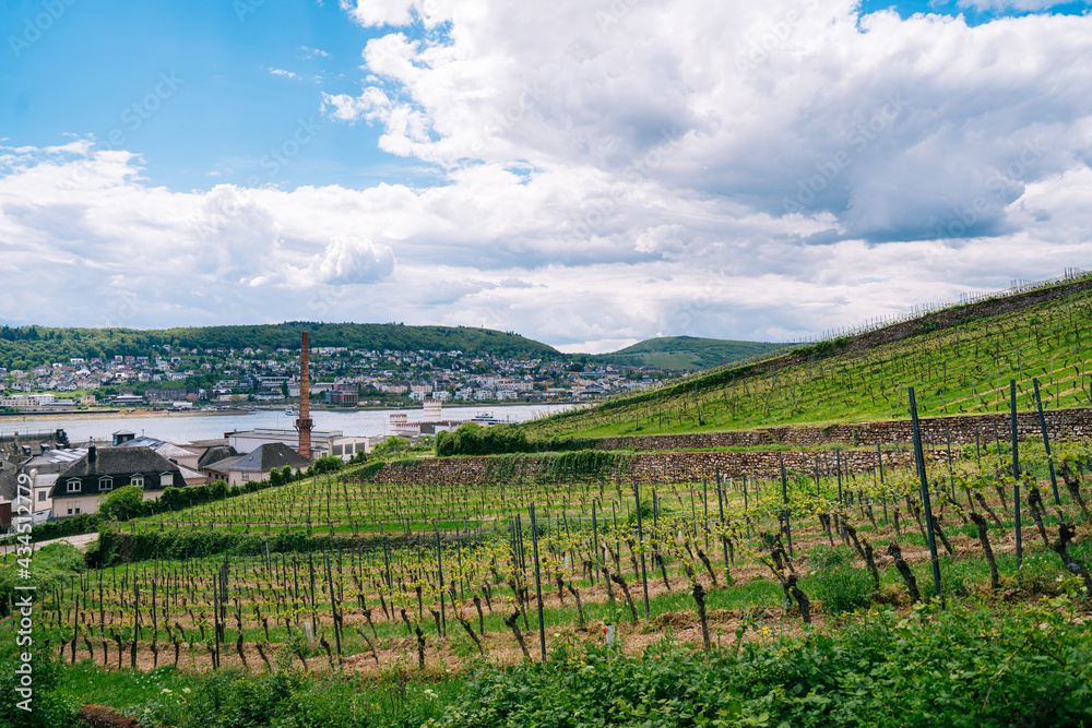 Extensive vineyards in the Rheingau region of Germany, famous for its 