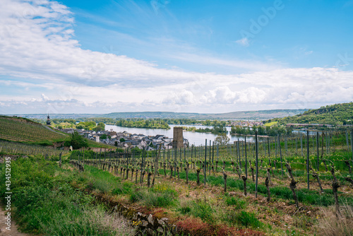 Extensive vineyards in the Rheingau region of Germany  famous for its  Riesling  white wines