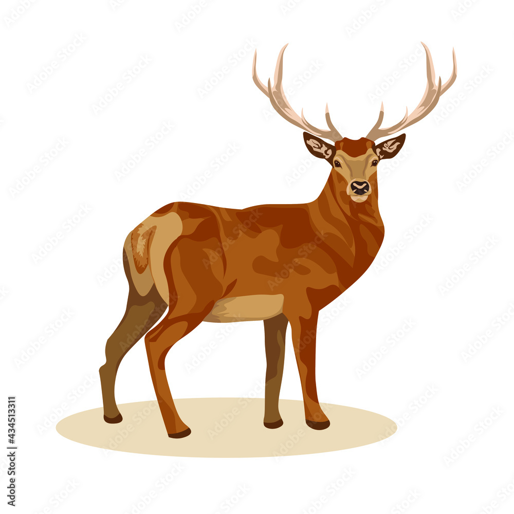 Female and male deer. Deer brown or red deer. Wild animals of Europe, America and Scandinavia. Vector illustration of a young sika deer 