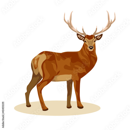 Female and male deer. Deer brown or red deer. Wild animals of Europe  America and Scandinavia. Vector illustration of a young sika deer 