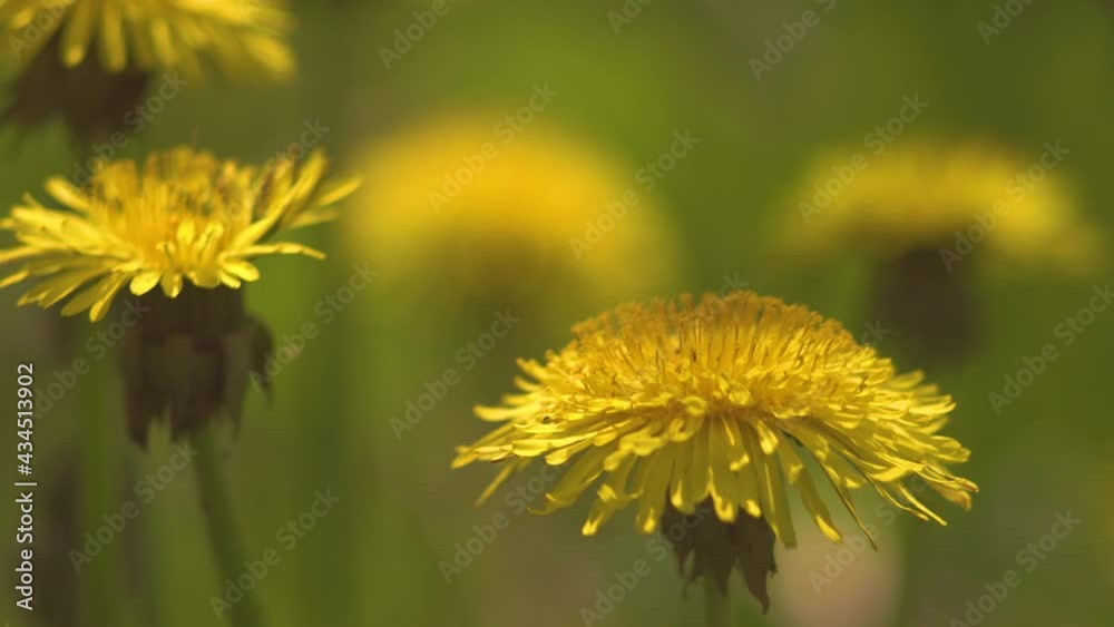 Blooming dandelions on the green grass on a sunny day. Strong bokeh. Blooming dandelions on the green grass on a sunny day. Strong bokeh.