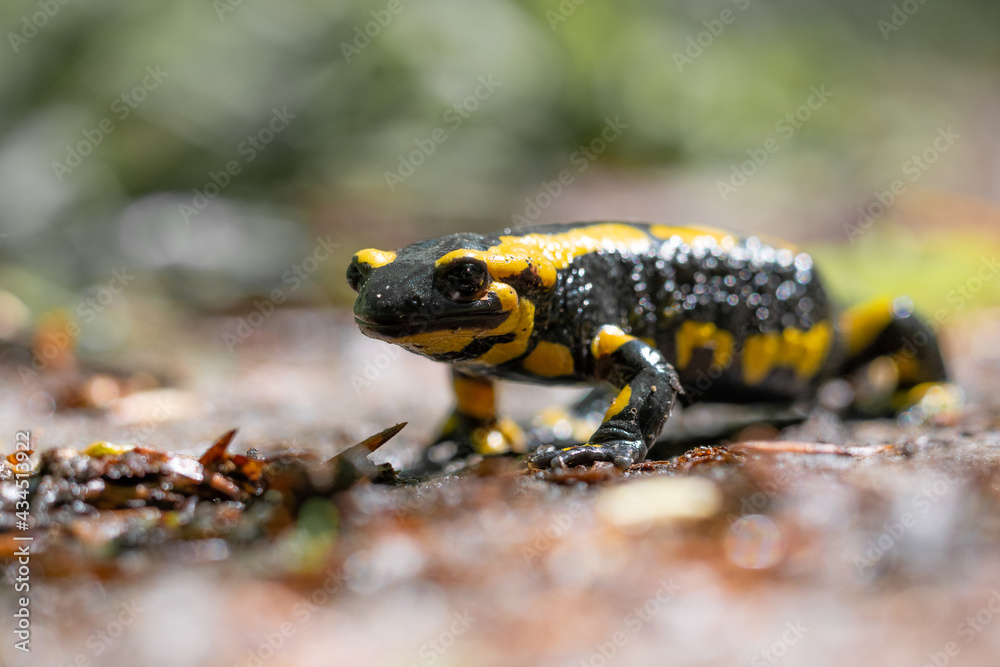 Ein Salamander läuft auf dem Waldweg Ein Salamander läuft auf dem Waldweg