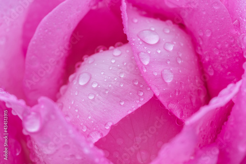 雨に濡れたピンク色のバラ