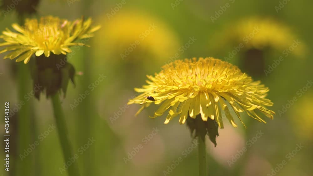 Blooming dandelions on the green grass on a sunny day. Strong bokeh. Blooming dandelions on the green grass on a sunny day. Strong bokeh.