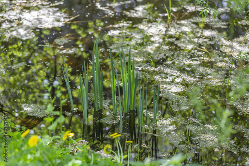 Reeds and sedge in the water of a small pond with duckweed on a sunny summer day