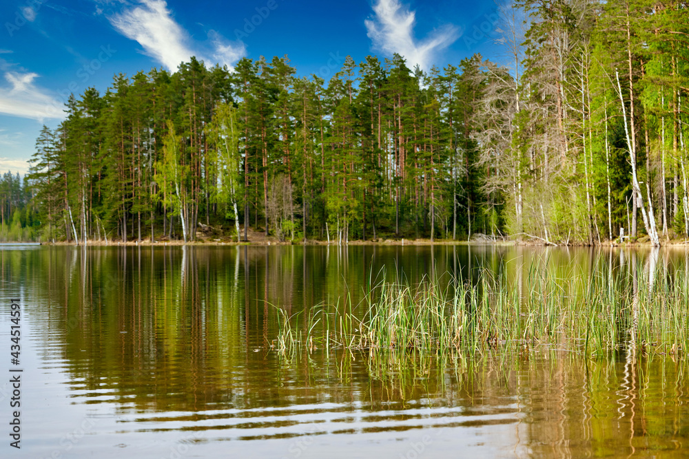 Pine trees on the shore of the lake against the background of sky with clouds