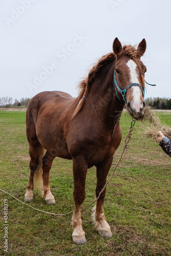 Brown draft horse with a white spot on the head grazing in the meadow