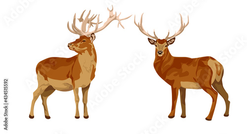 set of female and male deer. Deer brown or red deer. Wild animals of Europe, America and Scandinavia. Vector illustration of a young sika deer grazing i