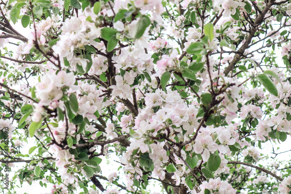The blossoming pear tree. The pear tree blooming in the early spring in the garden. The blossoming pear tree. The pear tree blooming in the early spring in the garden.