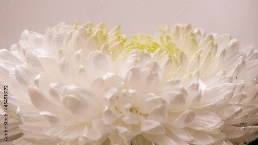 The white chrysanthemum flower is spinning under the water. Floristics, nature, underwater world The white chrysanthemum flower is spinning under the water. Floristics, nature, underwater world