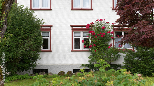 Kletterrosen an der Hauswand