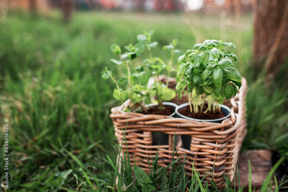 Gardening concept, mint and basil in metal pots and wooden basket in the garden