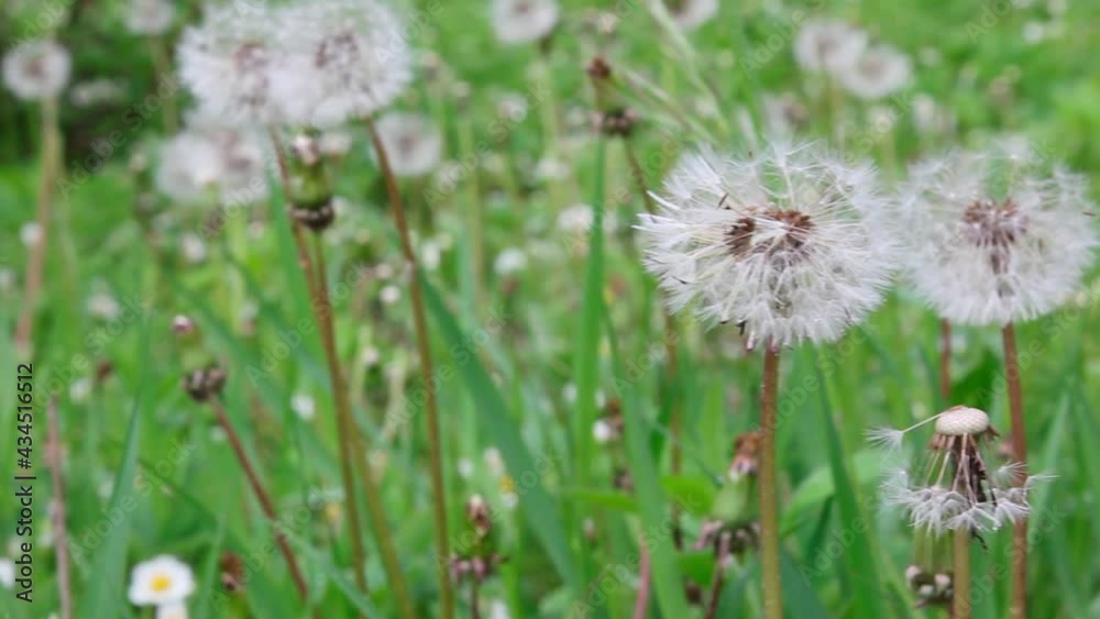 dandelion gives seeds. They scatter to sprout in another place dandelion gives seeds. They scatter to sprout in another place